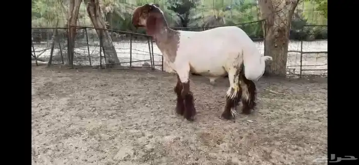 للبيع جذع نعيمي صنف ومعرف 0