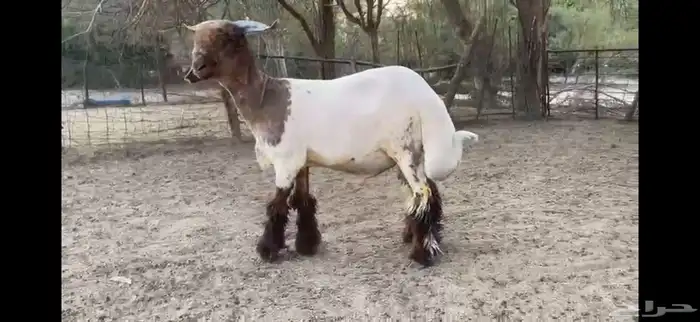 للبيع جذع نعيمي صنف ومعرف 3