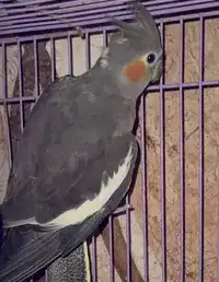 انثى كروان مفقوده 0