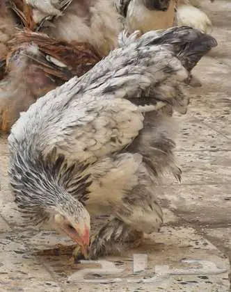 صوص دجاج براهما الألماني الكبير الفاخر (الخرمة) 0
