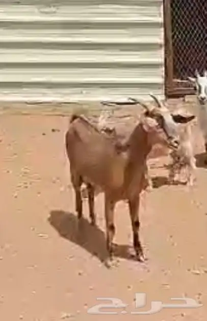 معزاء للبيع 9