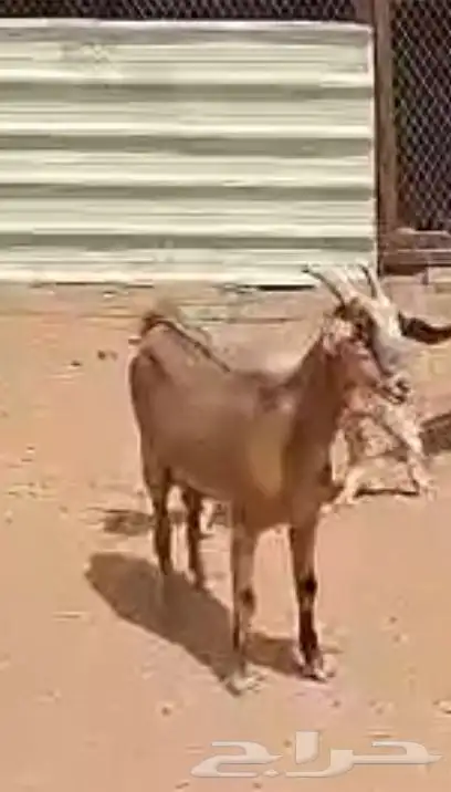 معزاء للبيع 5