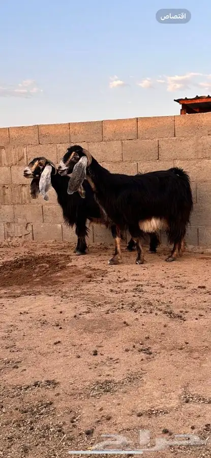 معزا عوارض صنف لهوات الصنف 10