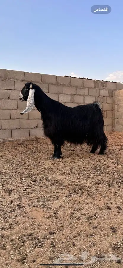 معزا عوارض صنف لهوات الصنف 7