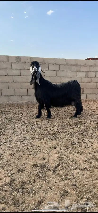 معزا عوارض صنف لهوات الصنف 1