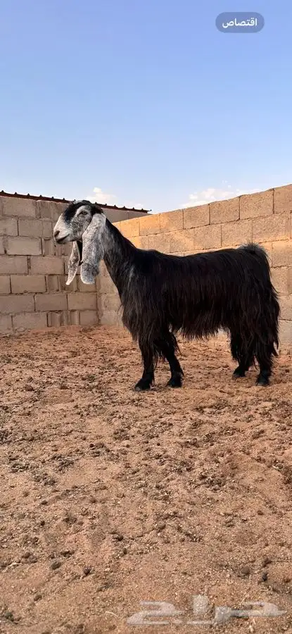 معزا عوارض صنف لهوات الصنف 8