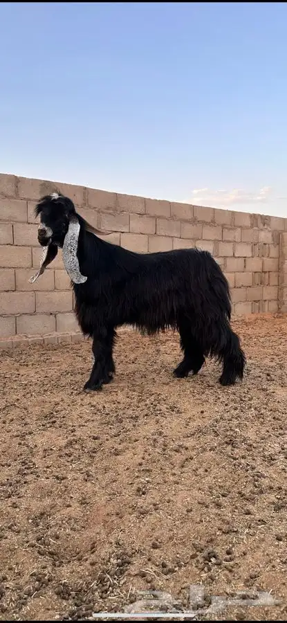 معزا عوارض صنف لهوات الصنف 9