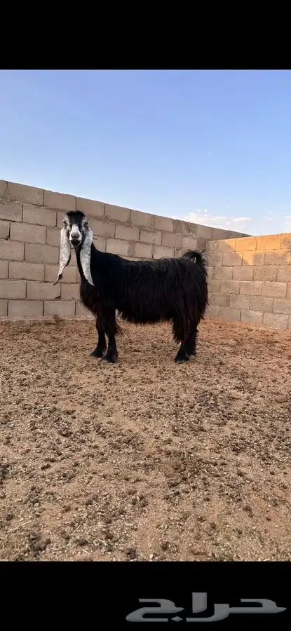 معزا عوارض صنف لهوات الصنف 5