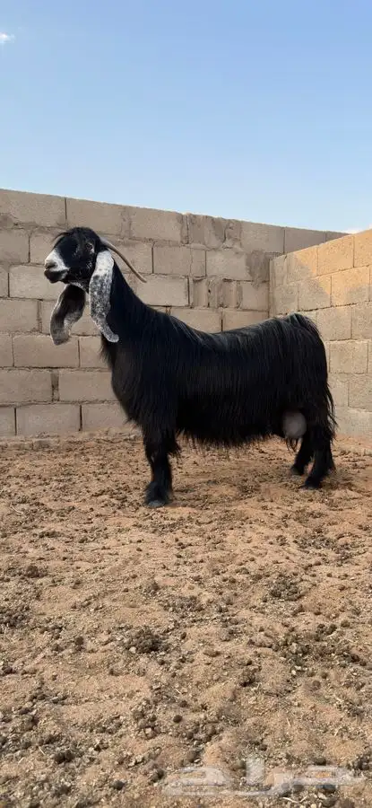 معزا عوارض صنف لهوات الصنف 2