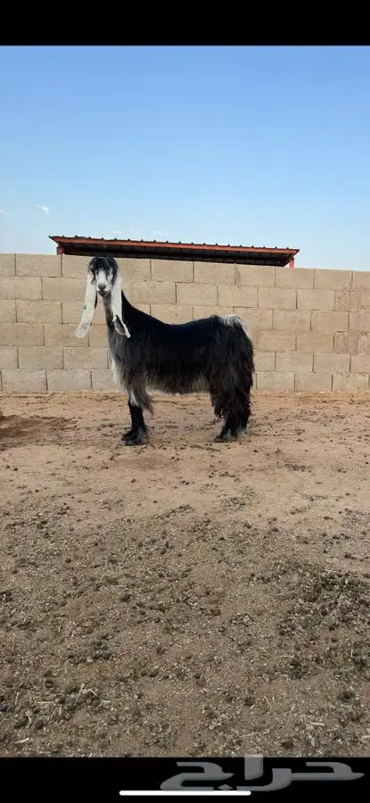 معزا عوارض صنف لهوات الصنف 0
