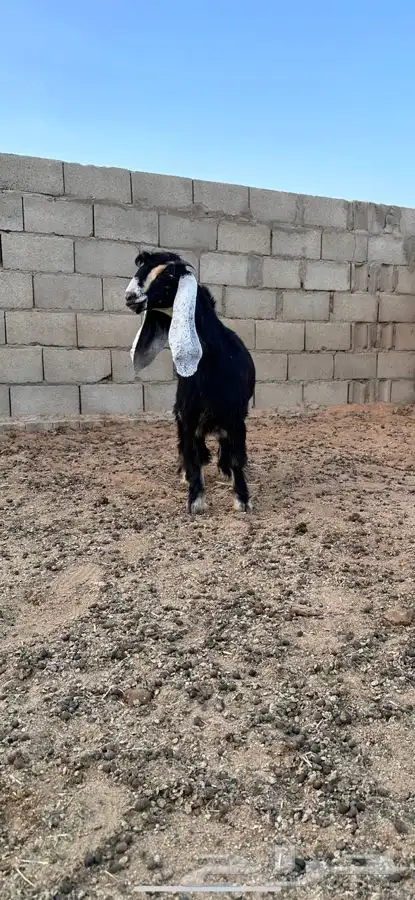 معزا عوارض صنف لهوات الصنف 11
