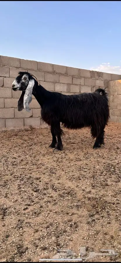 معزا عوارض صنف لهوات الصنف 4