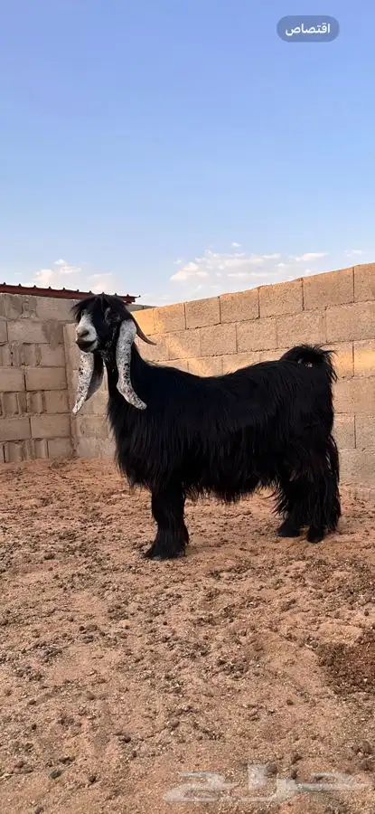 معزا عوارض صنف لهوات الصنف 6