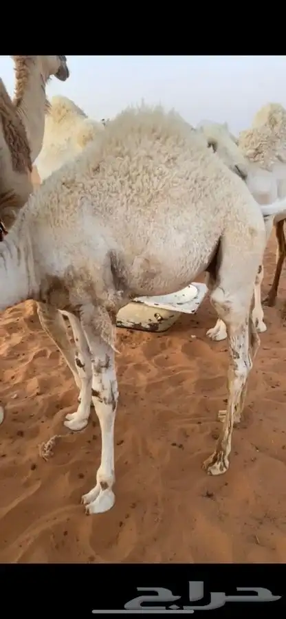 قعود 1