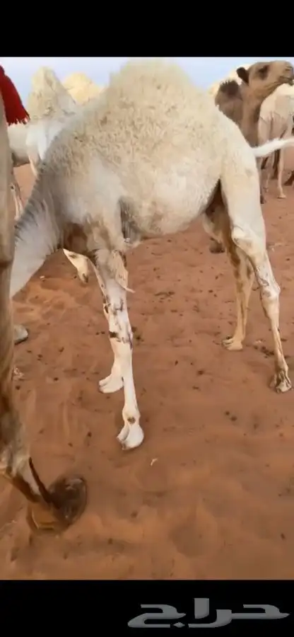 قعود 0