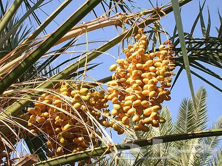مزرعه للبيع في تربه البقوم (قريةالعلبه) 0