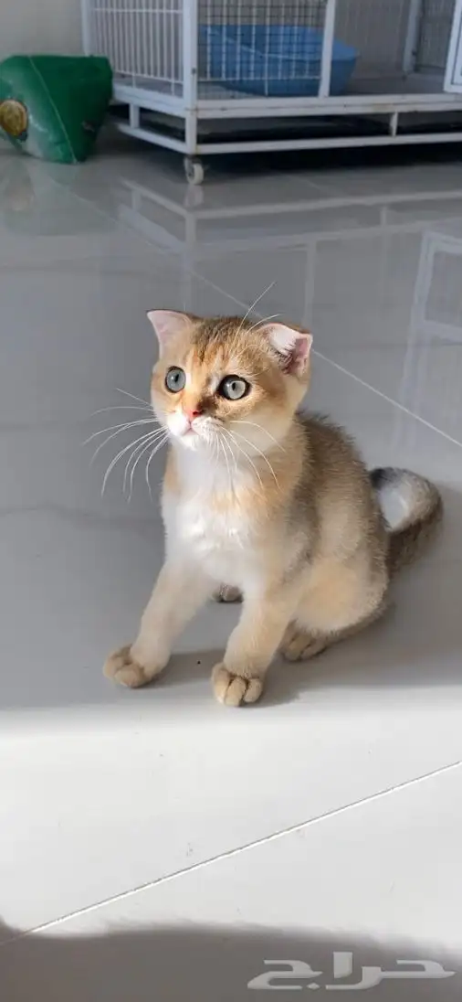 قطط سكوتش فولد وستريت 7