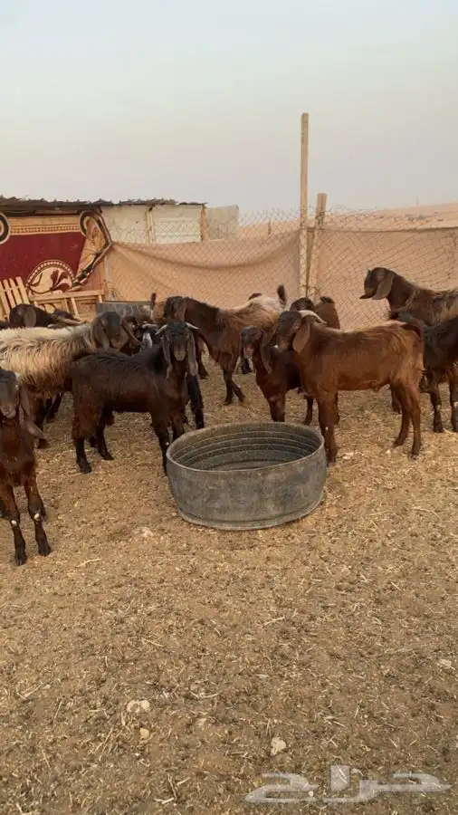 تيوس 0