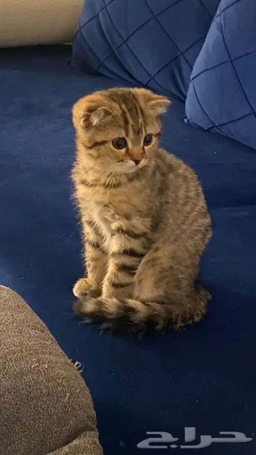 قطه 1