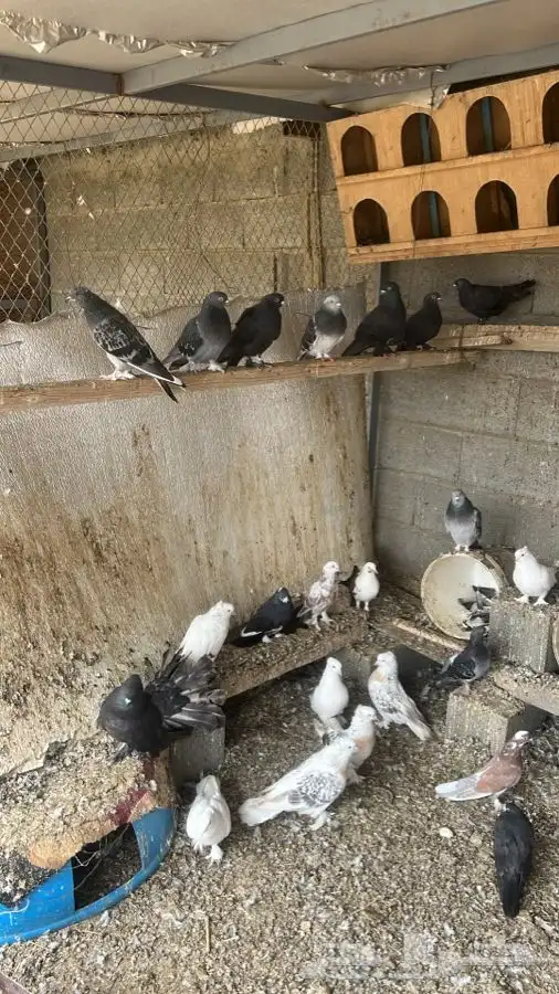 ارانب وحمام للبيع العدد الحمام 35 حبه الارانب 22 حبه البييع 2