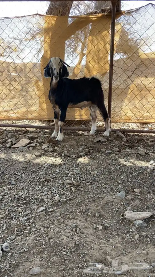تيس أحو عظم وعرض نحر وتوم 1