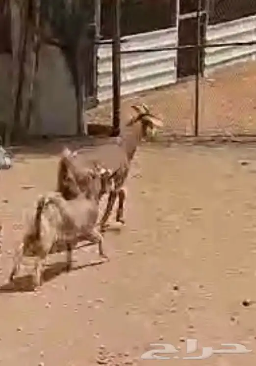معزاء للبيع 7
