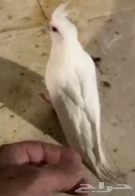 كراون فرخ لبينو 2
