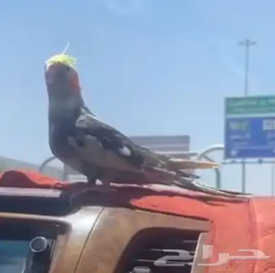 طير كراون مفقود فل العصبة 0