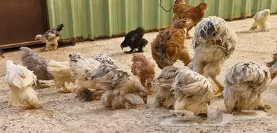 صوص دجاج براهما الألماني الكبير الفاخر (الخرمة) 18
