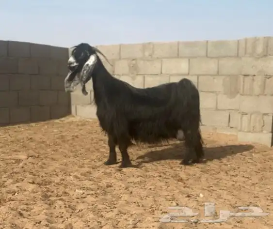 معزا عوارض صنف لهوات الصنف 27