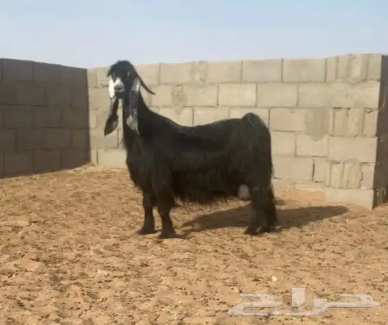 معزا عوارض صنف لهوات الصنف 28