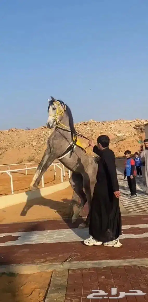 حصان شعبي شيخ 1