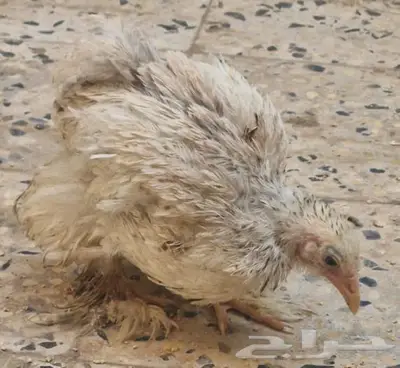 صوص دجاج براهما الألماني الكبير الفاخر (الخرمة) 1