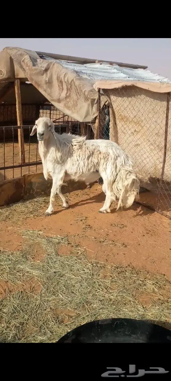 اعرض لكم فحل حري كفوا 2