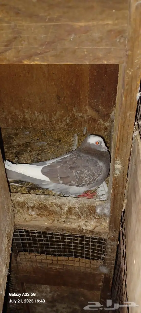 تم البيع 0
