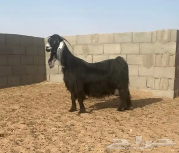 معزا عوارض صنف لهوات الصنف 26