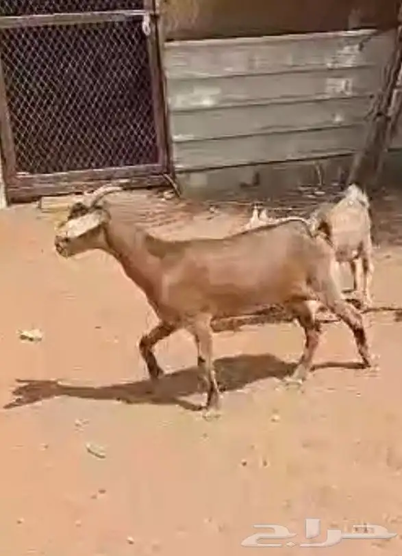 معزاء للبيع 10