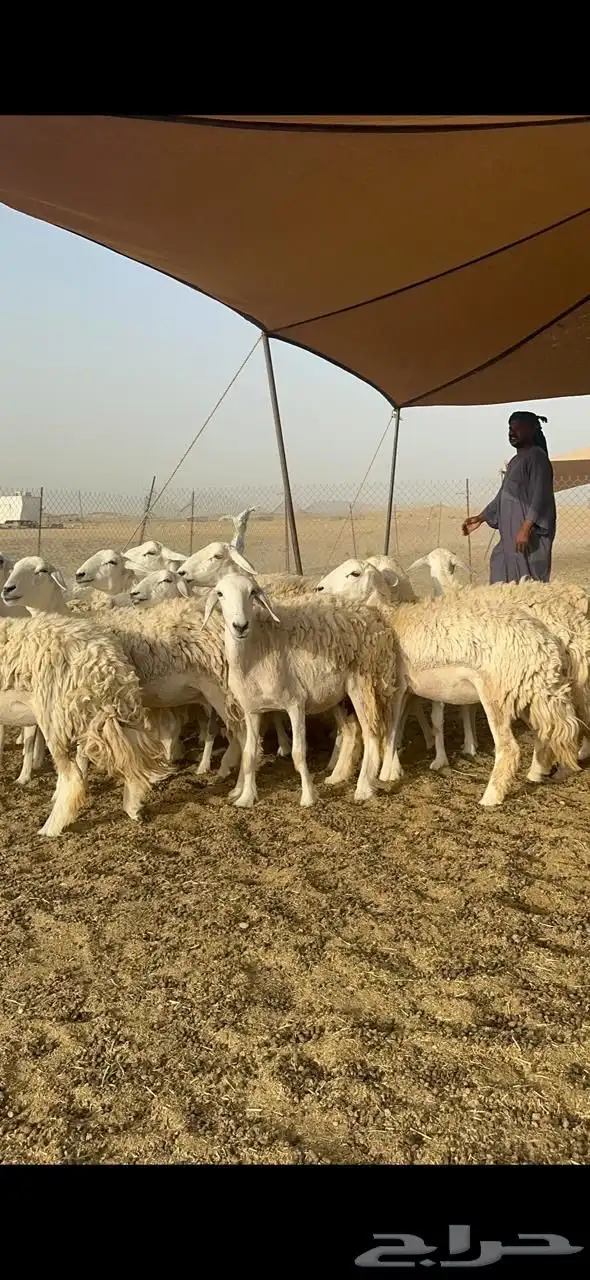 غنم حريات رخال صنف جروم حرش العدد 18 تحتها 1 17