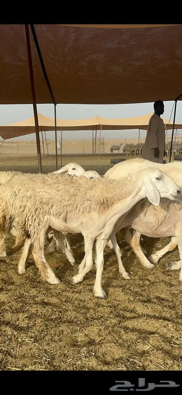 غنم حريات رخال صنف جروم حرش العدد 18 تحتها 1 6