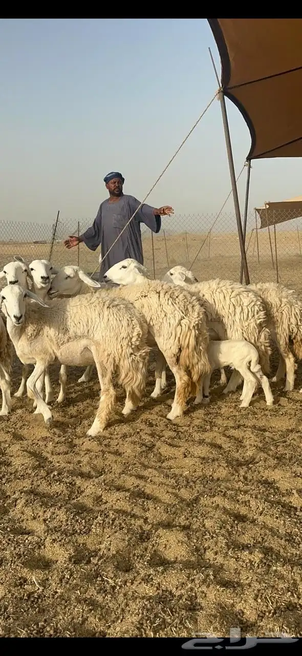 غنم حريات رخال صنف جروم حرش العدد 18 تحتها 1 8