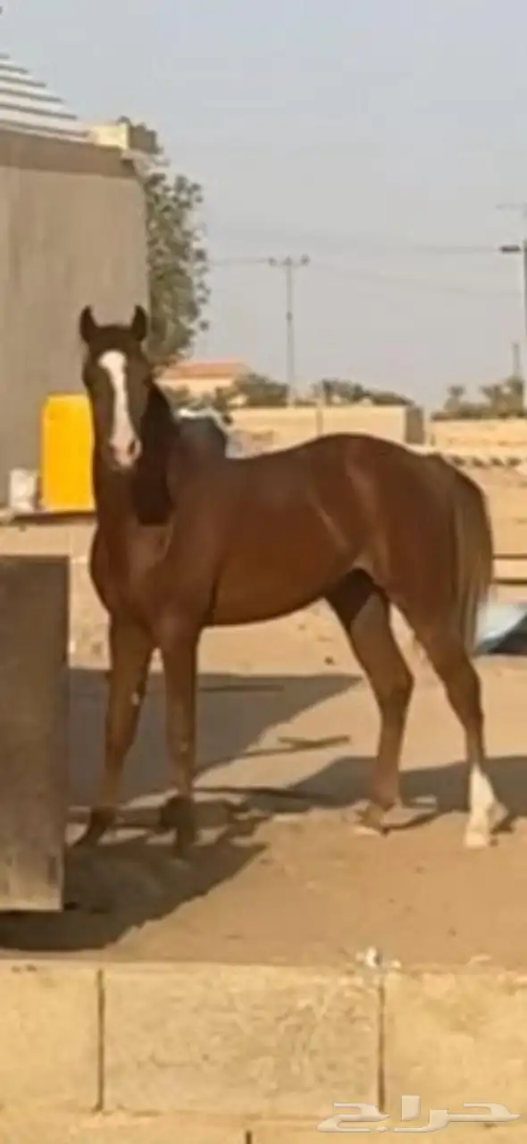 شعبي عربي سباق  . 0