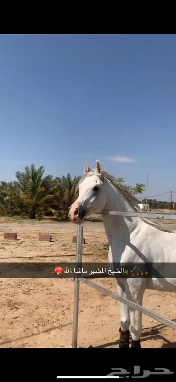 حصان شعبي للبيع 3