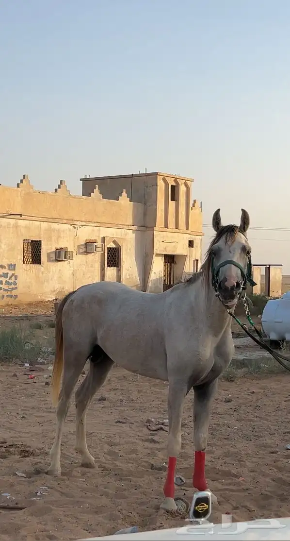 حصان واهو شعبي 0
