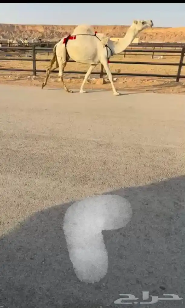 نياق لقحة للبيع 3
