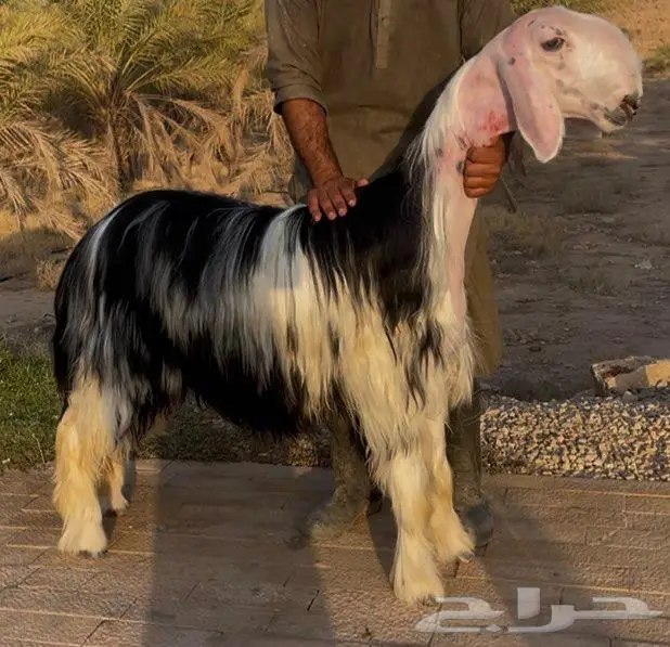 رخال نجد صنف 4