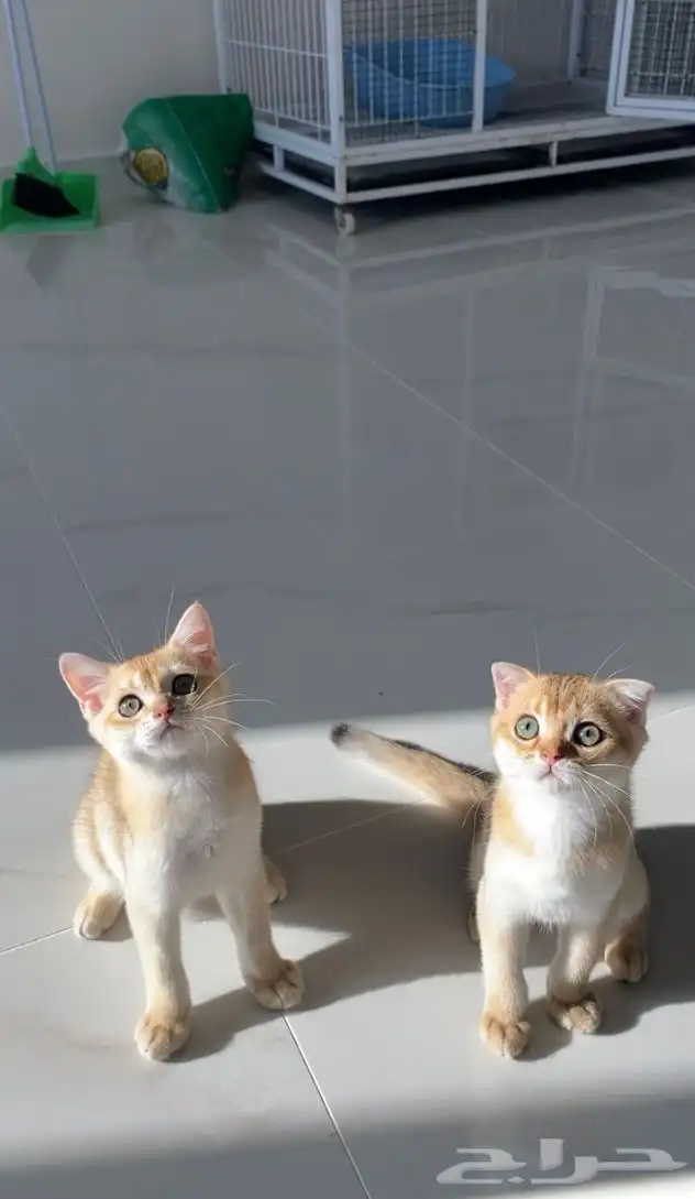 قطط سكوتش فولد وستريت 8
