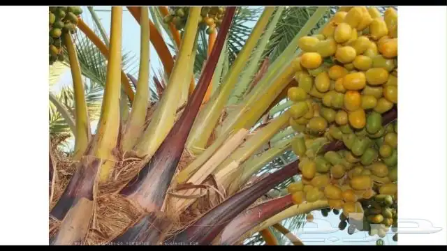 مزرعه للبيع في تربه البقوم (قريةالعلبه) 3