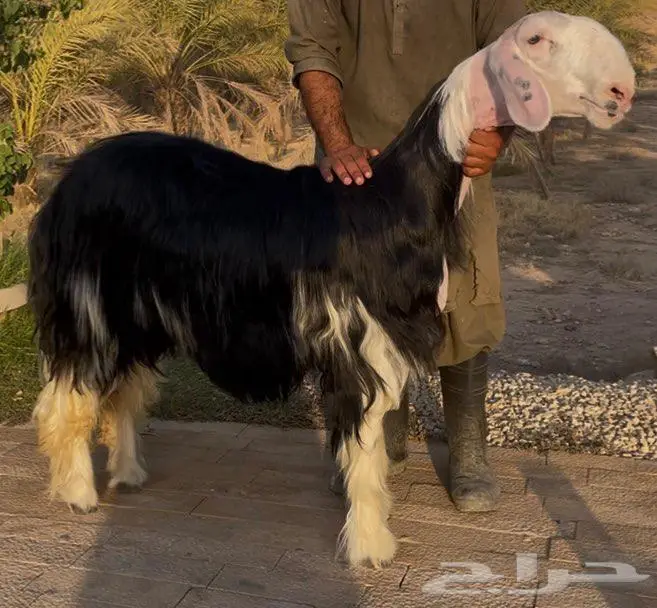 رخال نجد صنف 1