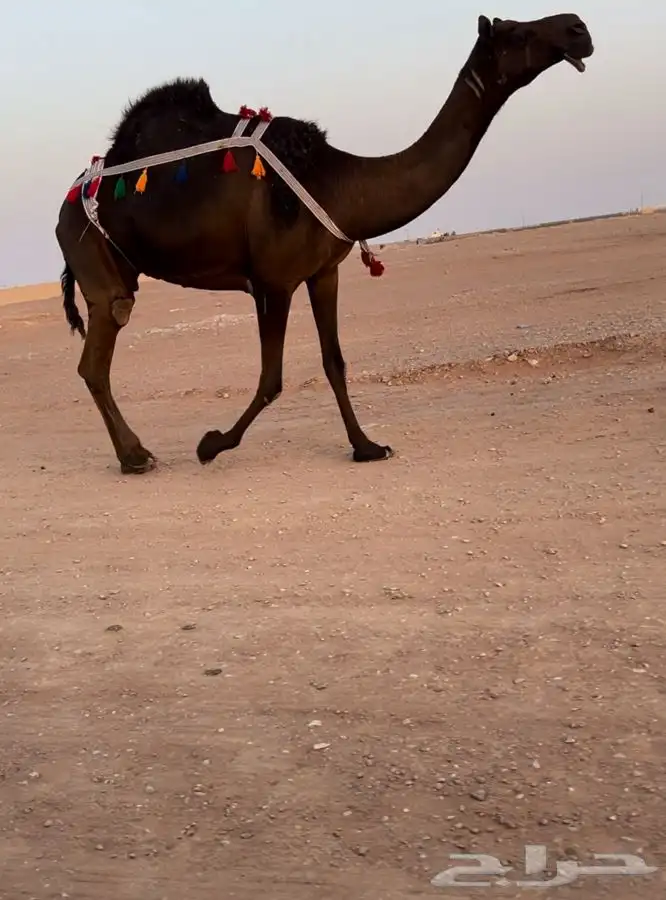 للبيع ناقه مجهم كفو 4