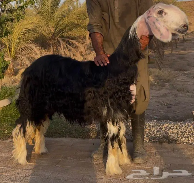 رخال نجد صنف 2